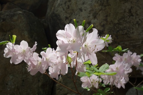 Rhododendron schlippenbachii (Rhododendron schlippenbachii)