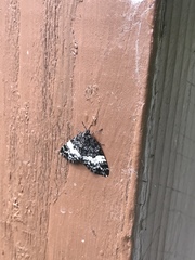 Rheumaptera hastata