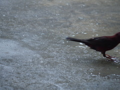 Carpodacus formosanus