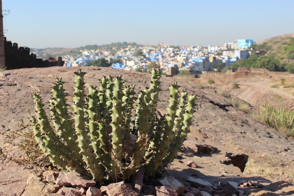 Euphorbia caducifolia Haines