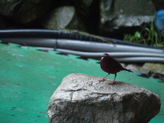 Carpodacus formosanus