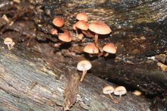 Mycena parsonsii