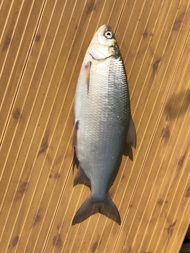 Photo of a Cisco