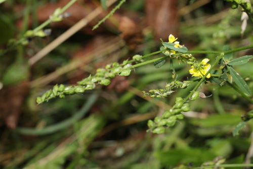 Image of Melilotus altissimus by no rights reserved