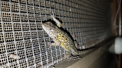 Sceloporus hondurensis
