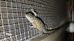 Honduran Emerald Spiny Lizard