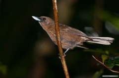 Southern Shrikebill photo 4