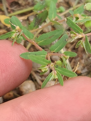 Ray Turner's spurge (Euphorbia rayturneri)