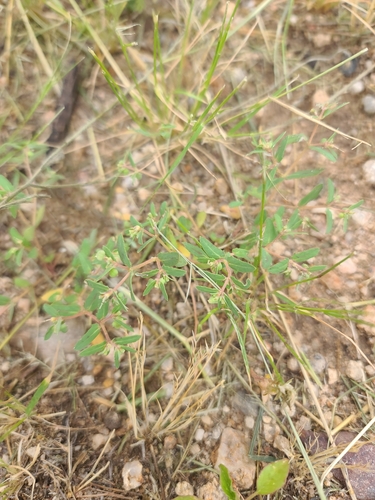 Image of Euphorbia rayturneri by no rights reserved