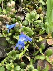 Penstemon albertinus