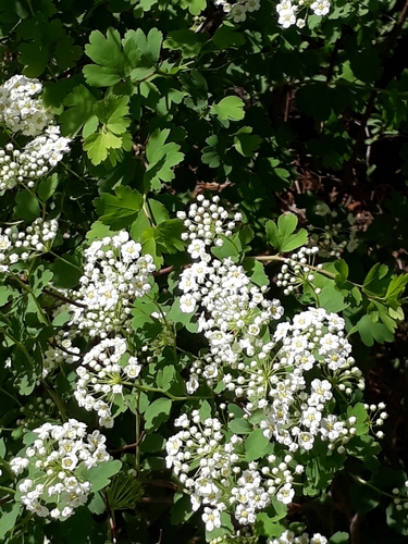 Spiraea trilobata