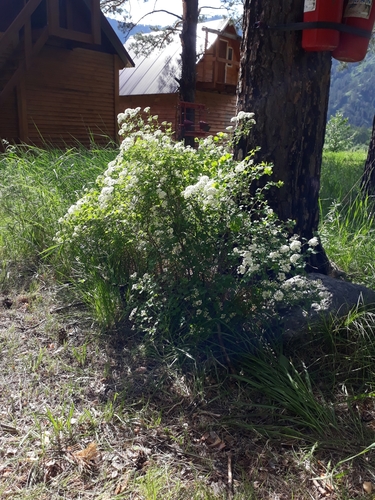 Spiraea trilobata