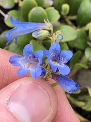 Penstemon albertinus