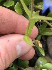 Penstemon albertinus