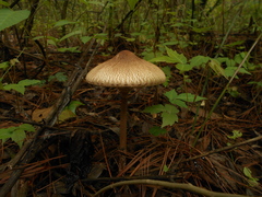 Macrolepiota colombiana