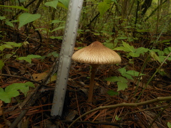 Macrolepiota colombiana