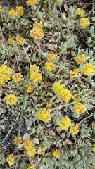 Eriogonum diclinum