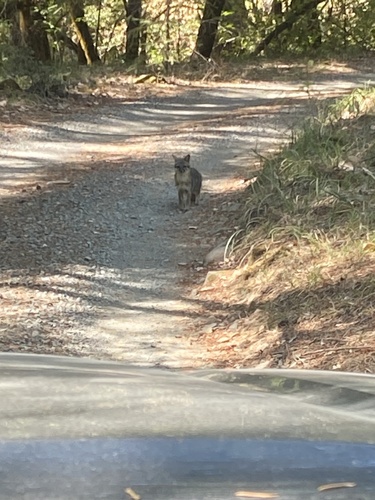 iNaturalist observation photo of Gray Fox
