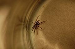 Herpyllus propinquus