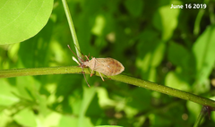 Homoeocerus dilatatus