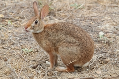 Sylvilagus graysoni