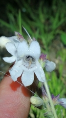 Penstemon albidus