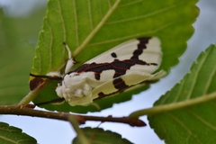 Euerythra phasma