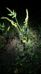 Melilotus officinalis