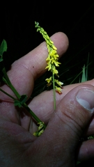 Melilotus officinalis