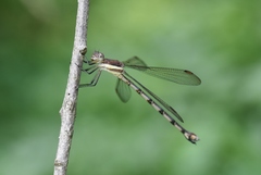 Archilestes