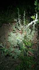Artemisia frigida
