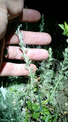 Artemisia frigida