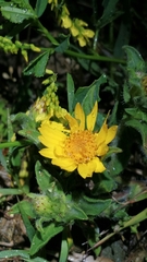 Heterotheca villosa