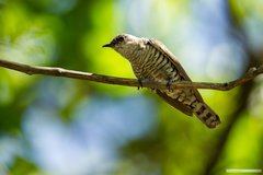 Chrysococcyx lucidus layardi