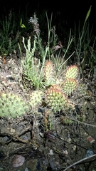 Opuntia polyacantha