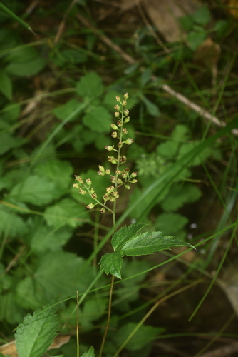 Astilbe shikokiana iNat (1)