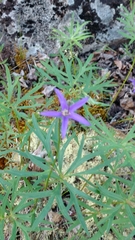 Campanula aurita