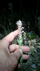 Oenothera suffrutescens