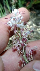 Oenothera suffrutescens