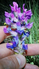 Oxytropis lambertii