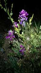 Oxytropis lambertii