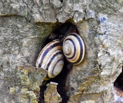 Caracolus
