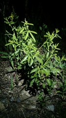 Pediomelum tenuiflorum