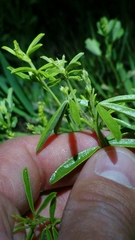 Pediomelum tenuiflorum