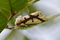 Euerythra phasma