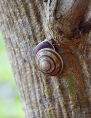 Caracolus