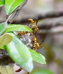 Polistes cubensis