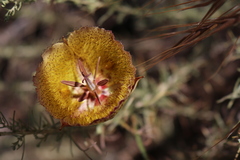 Calochortus weedii intermedius