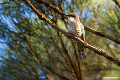 Chrysococcyx lucidus layardi