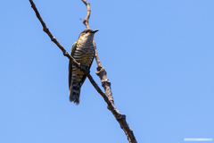 Chrysococcyx lucidus layardi